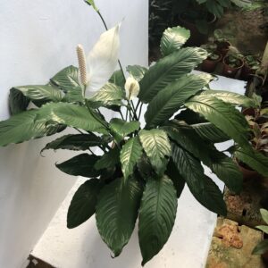 Peace Lily, Peace Lilies, Spathiphyllum, White Flag, Cupido Peace Lily, White Peace Lily plants shop malaysia indoor plant malaysia leafgarden.my plant shop near me
