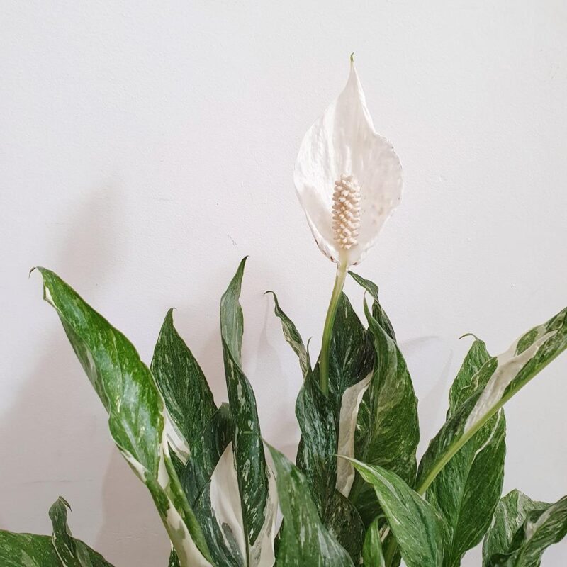 Spathiphyllum Domino Peace Lily, Spathiphyllum Domino, Variegated Peace Lily, Peace Lily, Peace Lilies, Spathiphyllum, White leaf Peace Lily leafgarden.my indoor plant