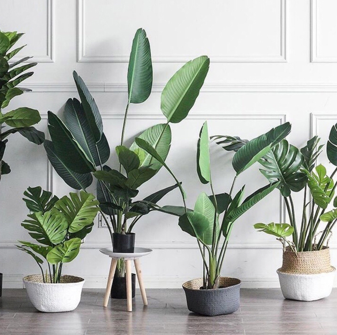 malaysia online shop indoor plants only in leaf garden shop leafgarden.my