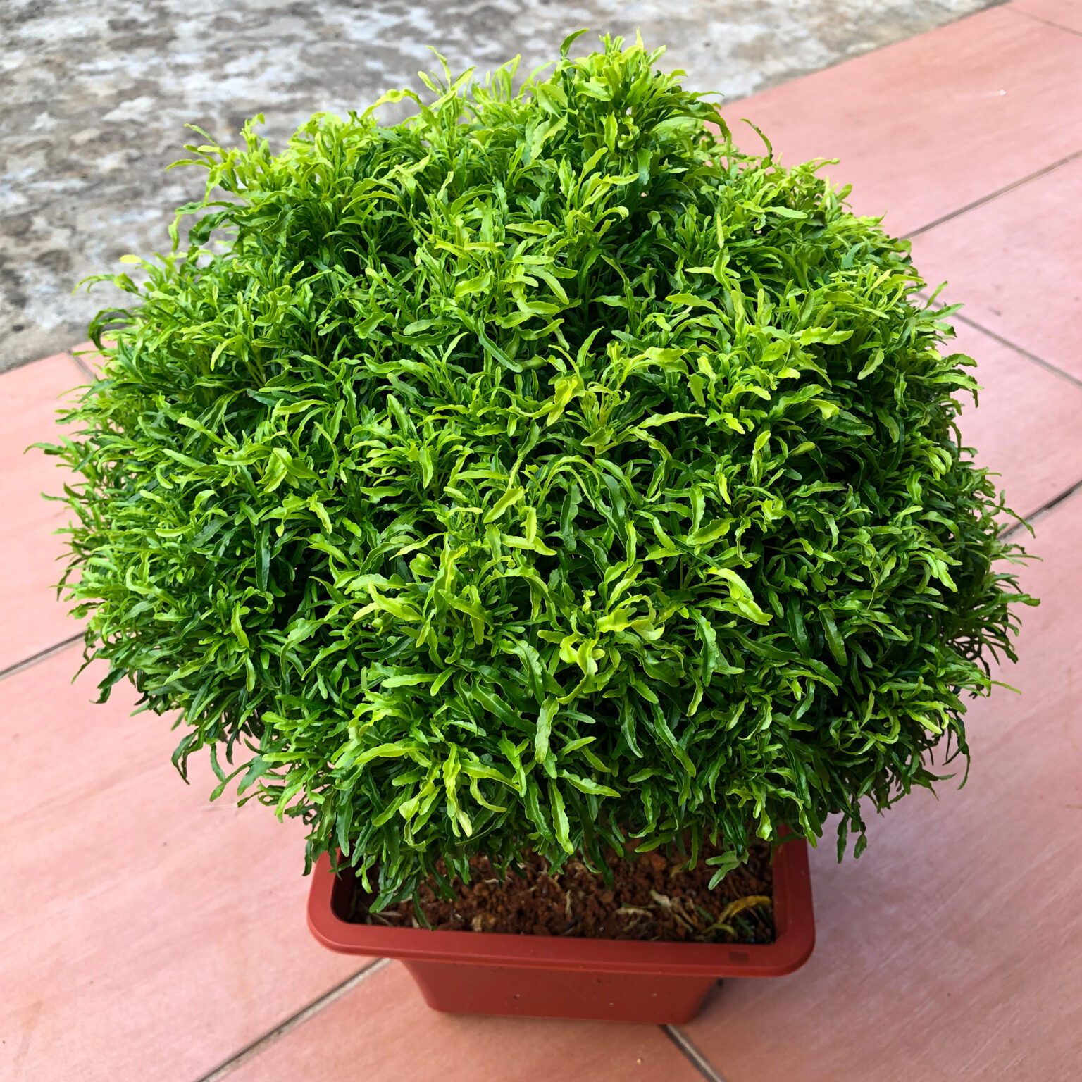 Aralia Golden Ball Outdoor Plant Malaysia Leaf Garden Shop Online