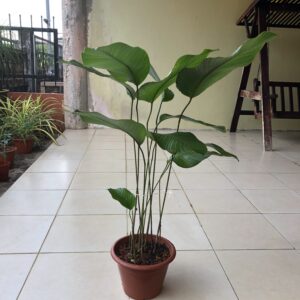 Live Plant malaysia Thaumatococcus Daniellii, Miracle Fruit suitable for indoor plant plant shop malaysia maalaysia plant shop plant shop near me indoor plant leafgarden.my kuching plant shop