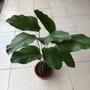 Live Plant malaysia Thaumatococcus Daniellii, Miracle Fruit suitable for indoor plant plant shop malaysia maalaysia plant shop plant shop near me indoor plant leafgarden.my kuching plant shop