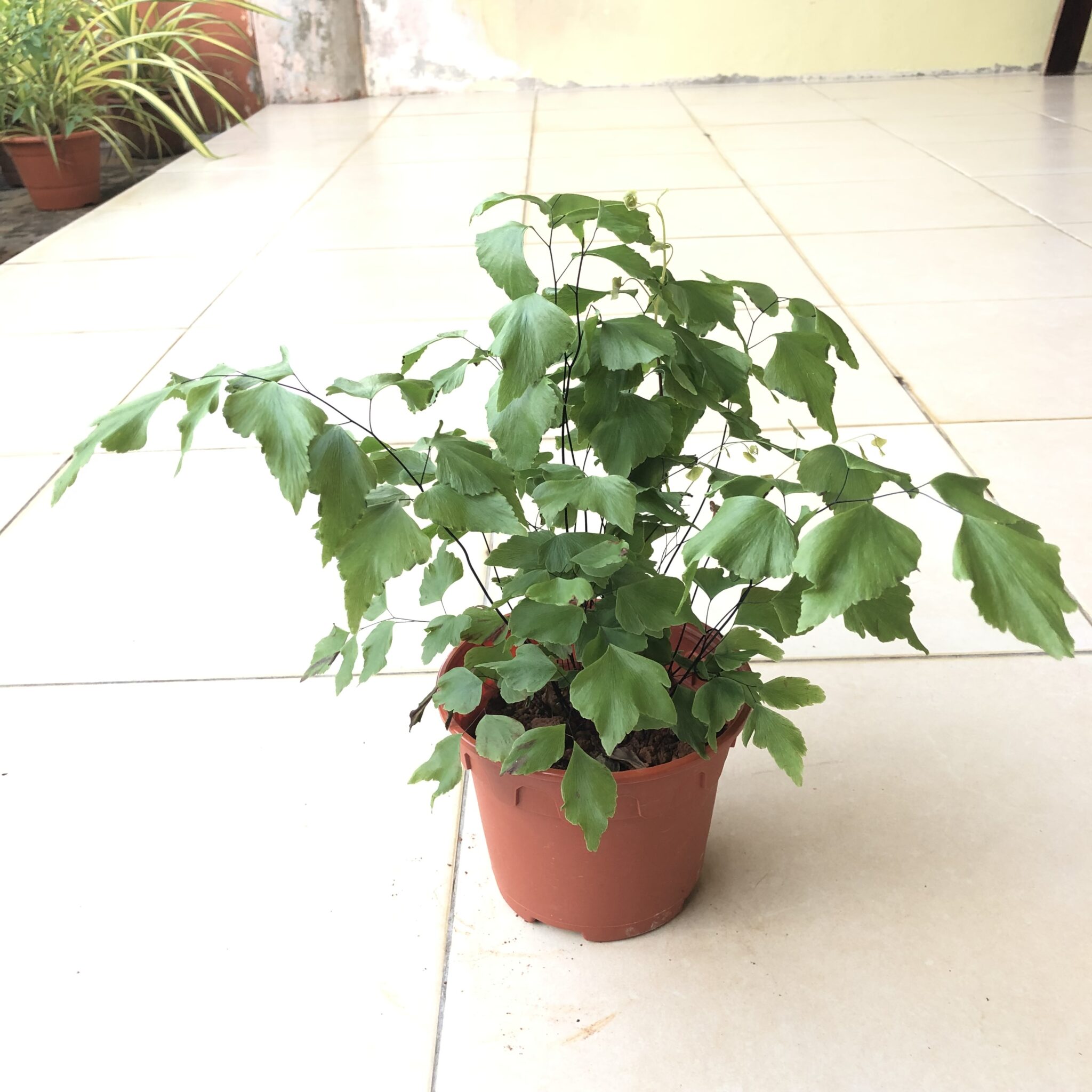 Adiantum Silver Dollar Indoor Plant Malaysia - Leaf Garden Shop Online