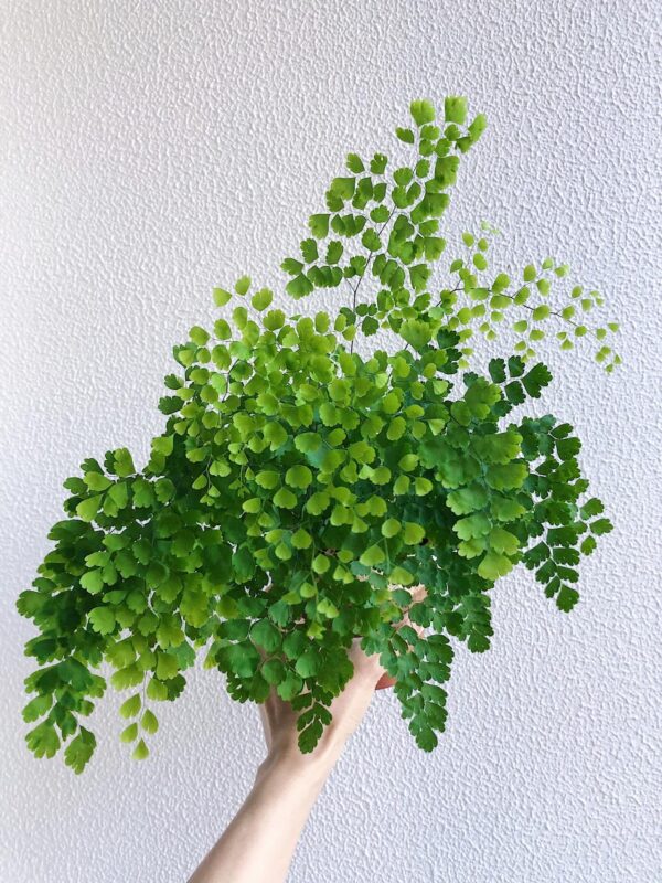 Maidenhair Fern, Delta Maidenhair Fern, Adiantum, Ethiopia, walking fern leafgarden.my plants indoor plants malaysia