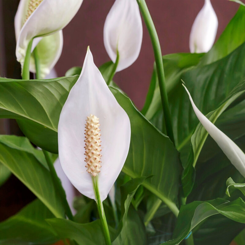 Peace Lily, Peace Lilies, Spathiphyllum, White Flag, Cupido Peace Lily, White Peace Lily plants shop malaysia indoor plant malaysia leafgarden.my introduction