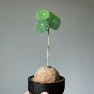 Hand holding Stephania Erecta plant in a black pot, showing detailed caudex texture and round leaves.