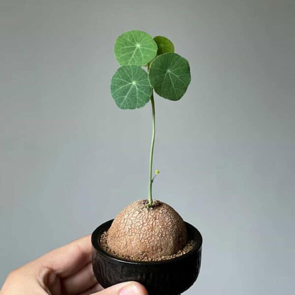 Close-up of Stephania Erecta plant with round leaves and exposed caudex in a black pot