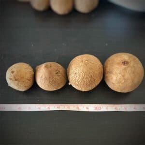 Various sizes of Stephania Erecta caudex bulbs placed on a table with a measuring tape for size reference.