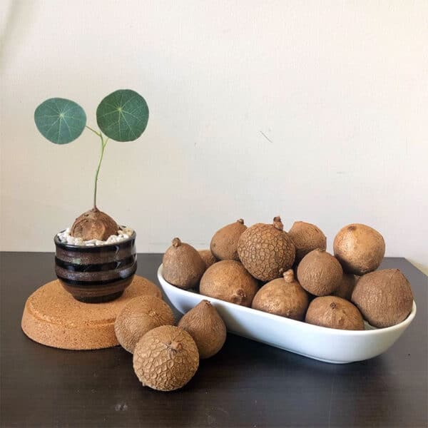 A bowl of multiple Stephania Erecta caudex bulbs next to a single potted plant, perfect for indoor gardens.