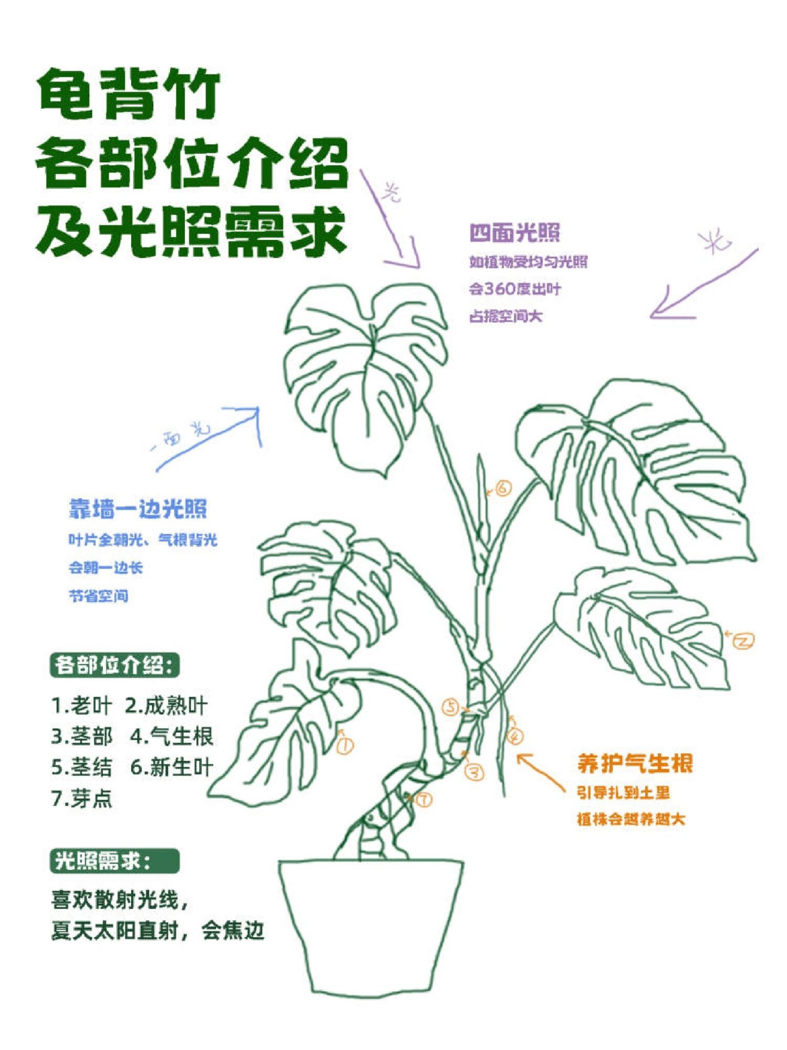 How to Care for a Monstera Plant: A Visual Guide to Light, Watering, and Growth 如何照顾龟背竹植物：光照、浇水和生长的视觉指南