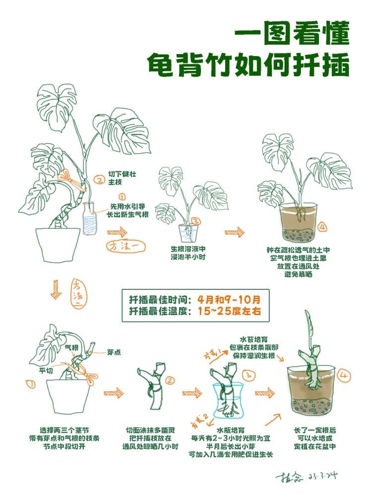 How to Propagate Monstera Deliciosa: Grow More Plants from Cuttings 龟背竹 从新手到绿植达人！零失败龟背竹插攻略，打造你的室内绿洲！