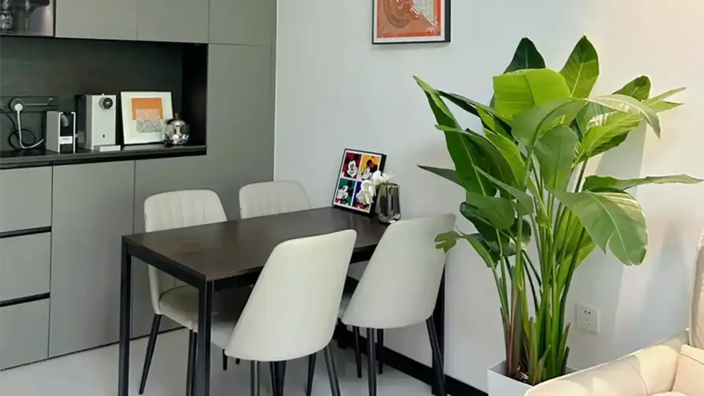 Bird of Paradise plant in a modern home interior, showcasing its large green leaves.