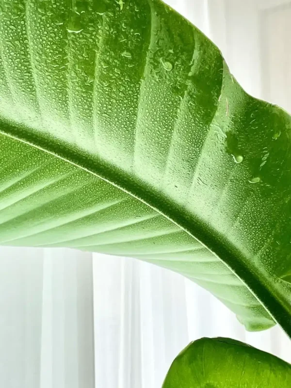 Proper Watering Techniques for Bird of Paradise Plant leafgarden.my