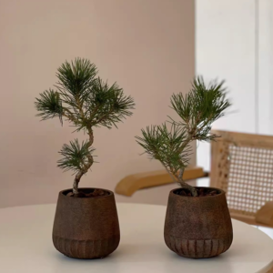 Two Japanese Black Pine Bonsai plants in decorative pots placed on a white table, ideal for indoor and outdoor settings in Malaysia. leafgarden.my