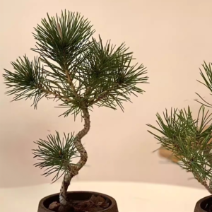 Two Japanese Black Pine Bonsai plants in decorative pots placed on a white table, ideal for indoor and outdoor settings in Malaysia.