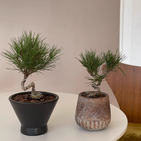 Two Japanese Black Pine Bonsai plants in unique decorative pots placed on a table, suitable for indoor and outdoor settings in Malaysia.