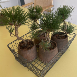 Four Japanese Black Pine Bonsai plants in decorative pots placed in a wire basket, ideal for indoor and outdoor settings in Malaysia.