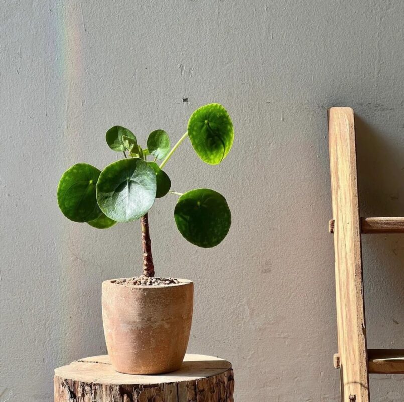 Chinese Money Plant (Pilea peperomioides) in a terracotta pot placed on a wooden stump with natural sunlight.