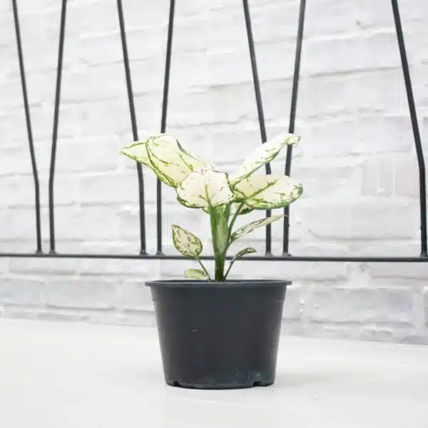 Side view of Aglaonema "Super White" in a black nursery pot with lush white leaves and green edges, sold at LeafGarden.my.