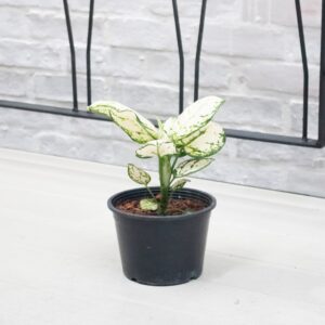 Aglaonema