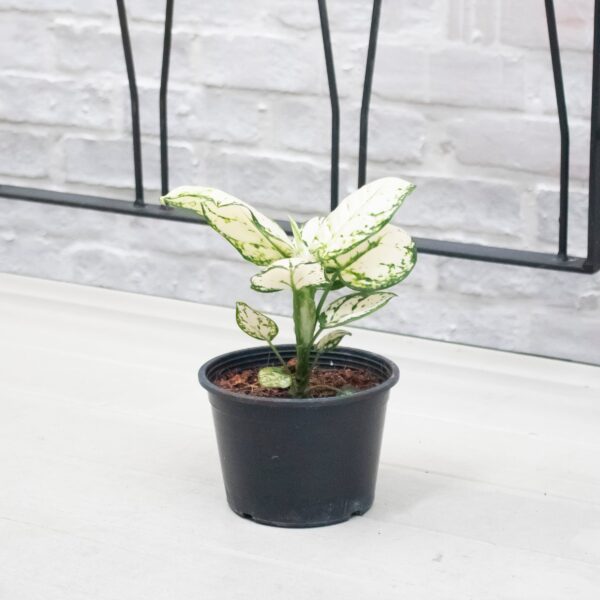 Aglaonema "Super White" plant in a black nursery pot with vibrant white and green variegated leaves, available at LeafGarden.my.