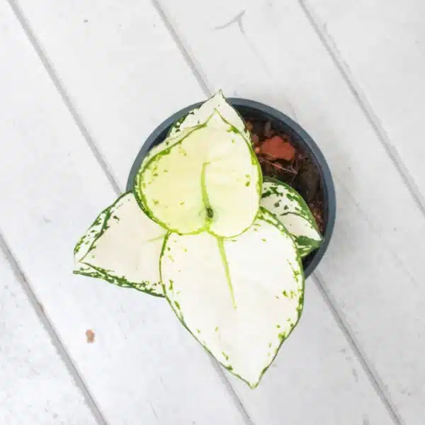 Top-down view of Aglaonema "Super White" plant, highlighting its striking white and green variegated leaves, available on LeafGarden.my.